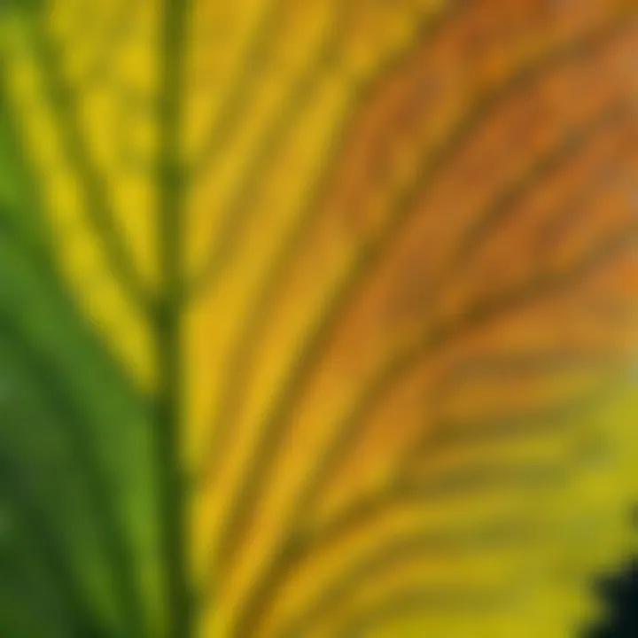 Fine textures of a leaf highlighted through macro photography