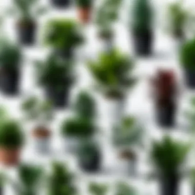 Diversity in Plant Care: A Technological Approach A diverse array of houseplants arranged aesthetically, symbolizing the variety of plant species that can be analyzed by scanning apps.